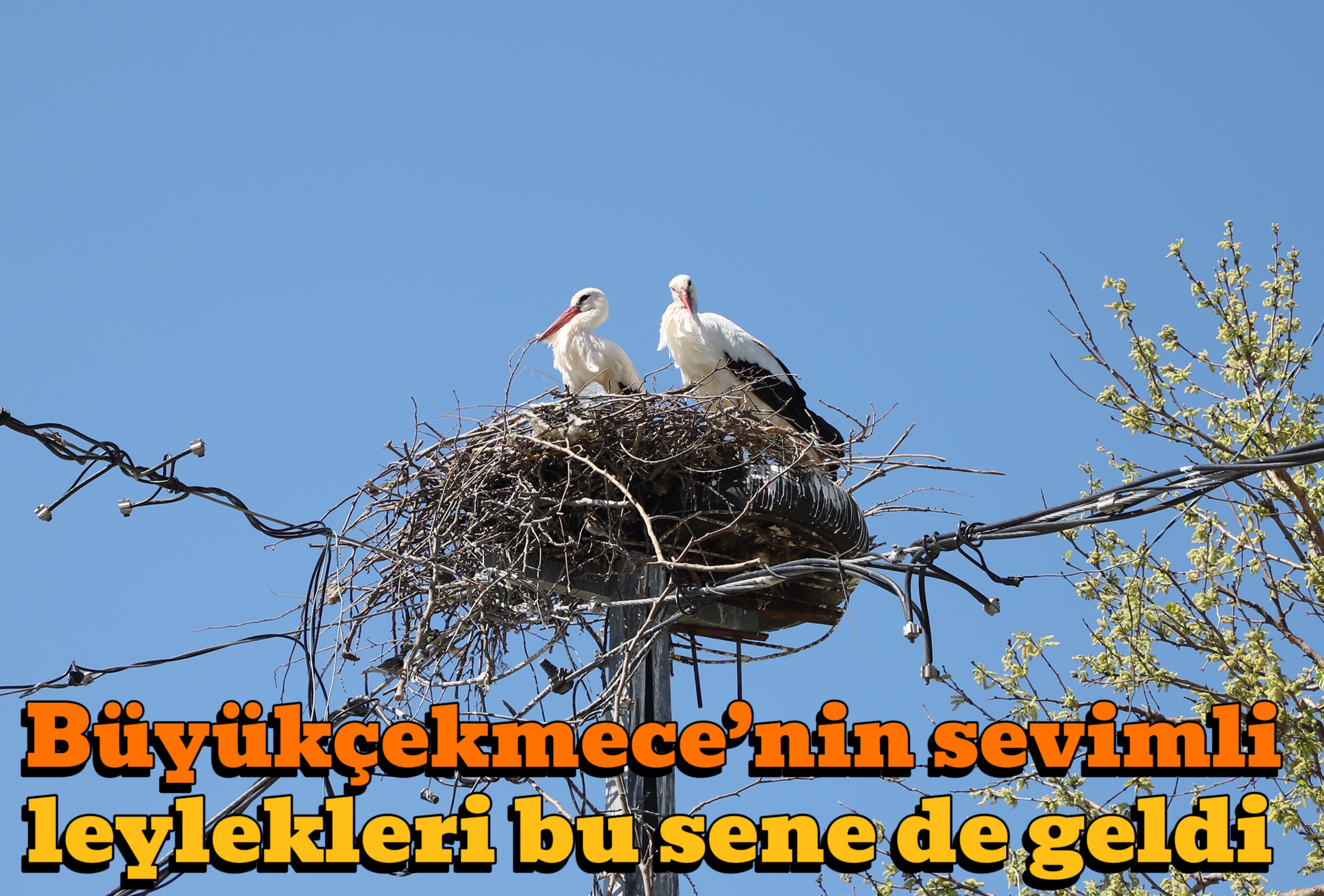 Büyükçekmece’nin sevimli leylekleri bu sene de geldi